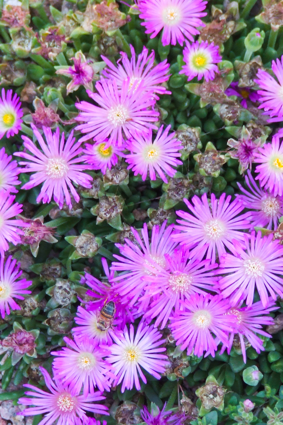 Purple Iceplant